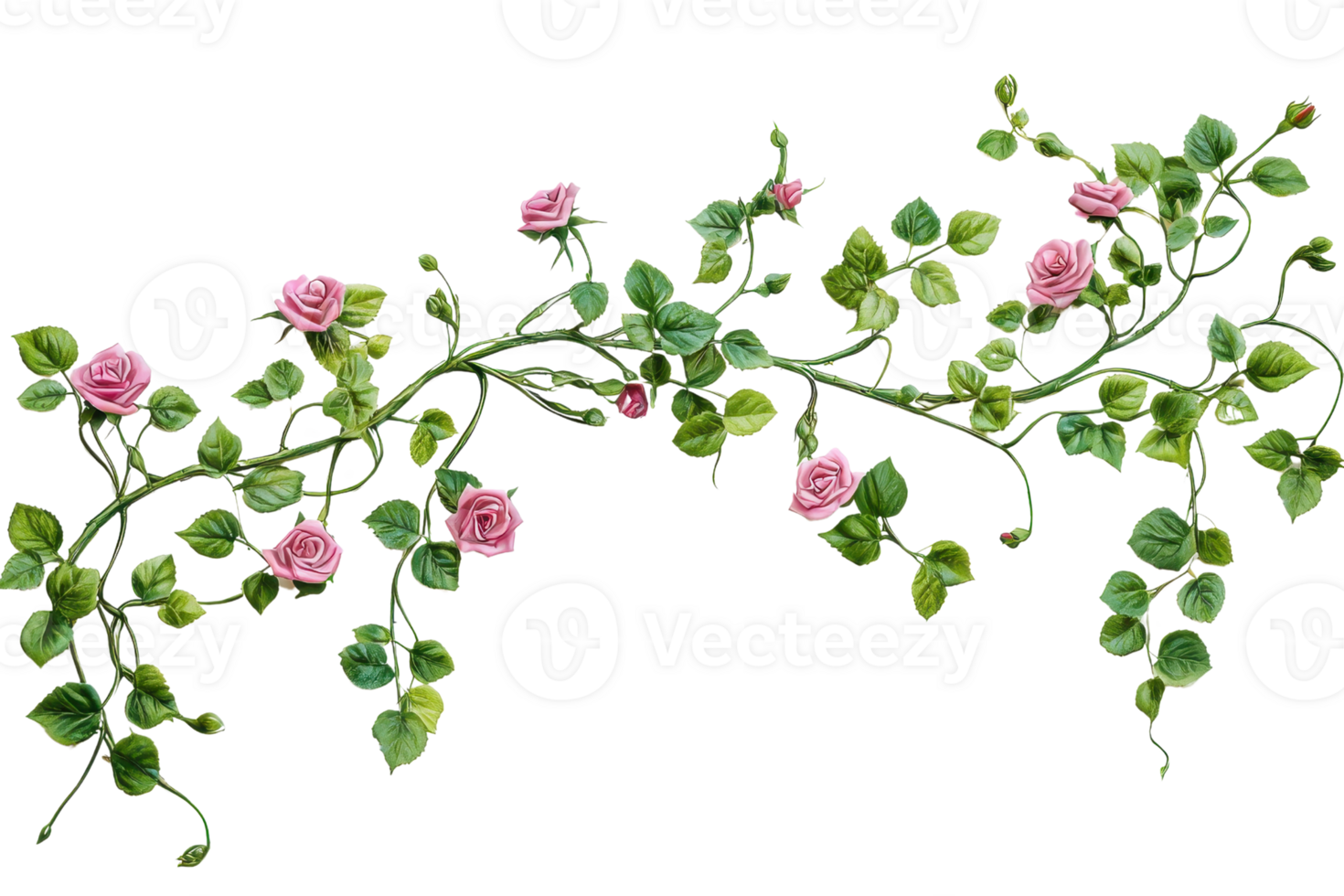 Illustration of a climbing plant with pink roses and green leaves on a transparent background, perfect for decor and design purposes. png