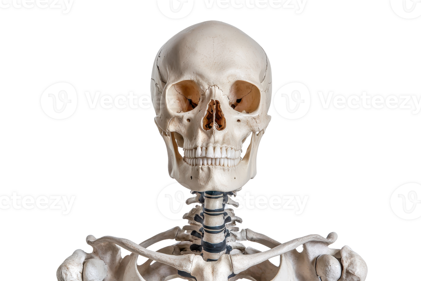 medicinsk anatomisk skelett modell mot transparent bakgrund. perfekt för pedagogisk, vetenskaplig, eller medicinsk presentationer. png