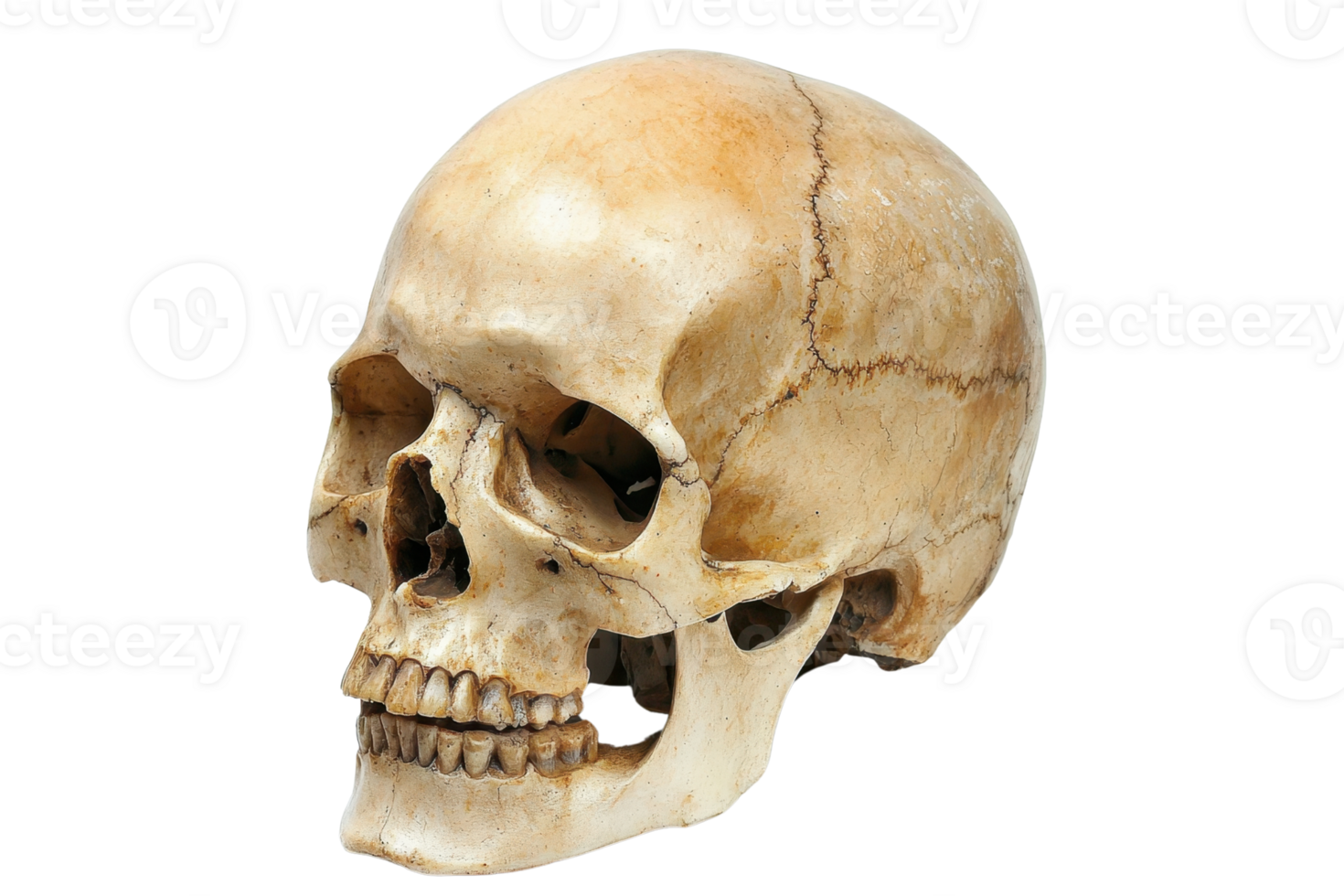 Realistic human skull on a transparent background. showcasing details of the bone structure for medical, educational, or artistic purposes. png