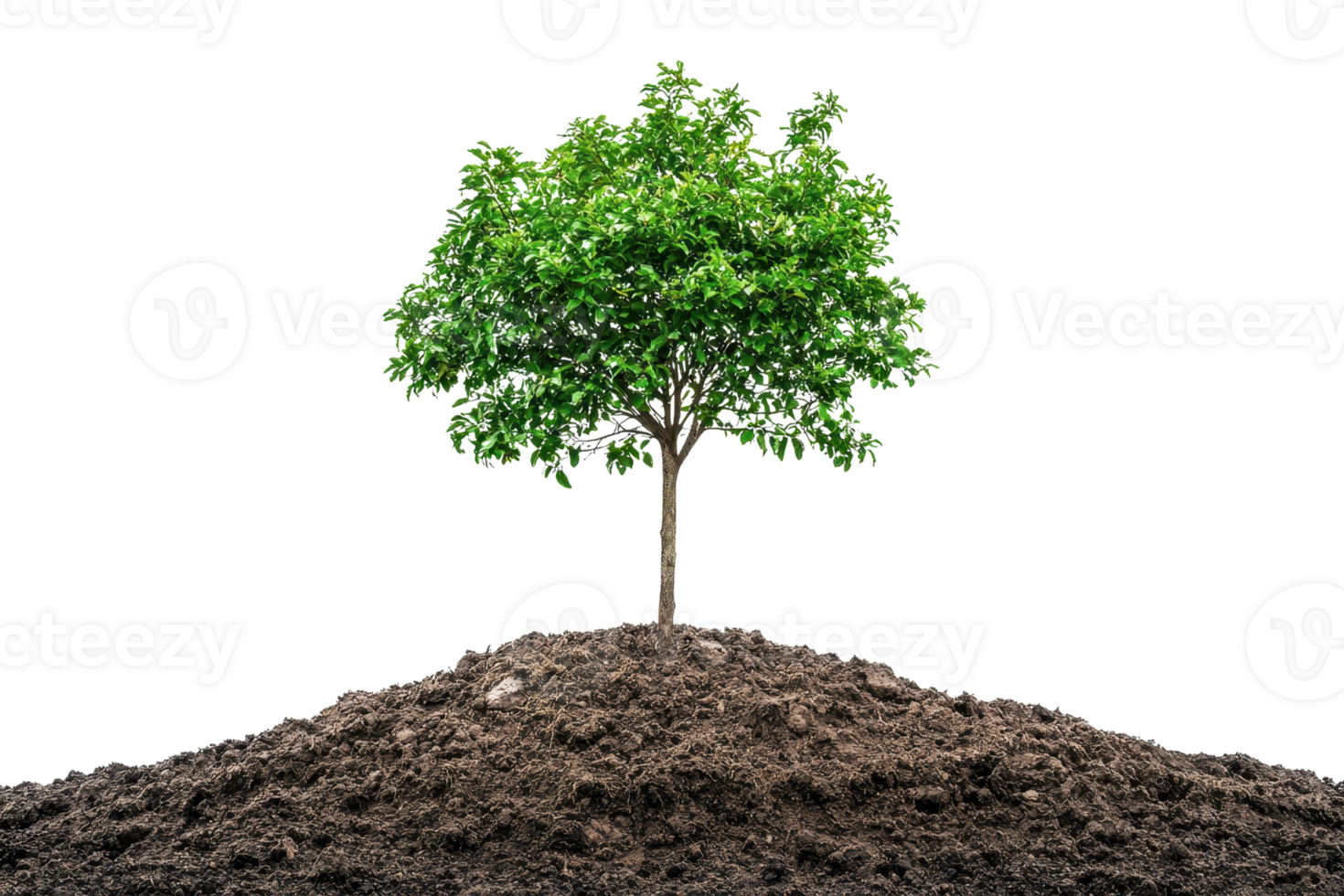 Lush green tree growing in fertile soil isolated on transparent background. symbolizing growth, nature, and environmental conservation. png