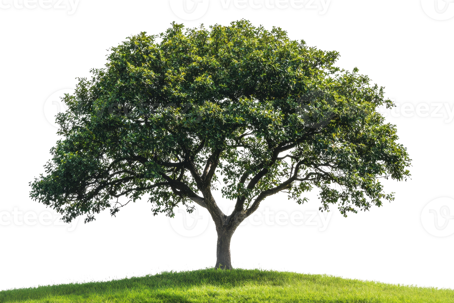 Solitary tree standing on green hilltop with lush foliage in bright sunlight, showcasing natural beauty and tranquility. png