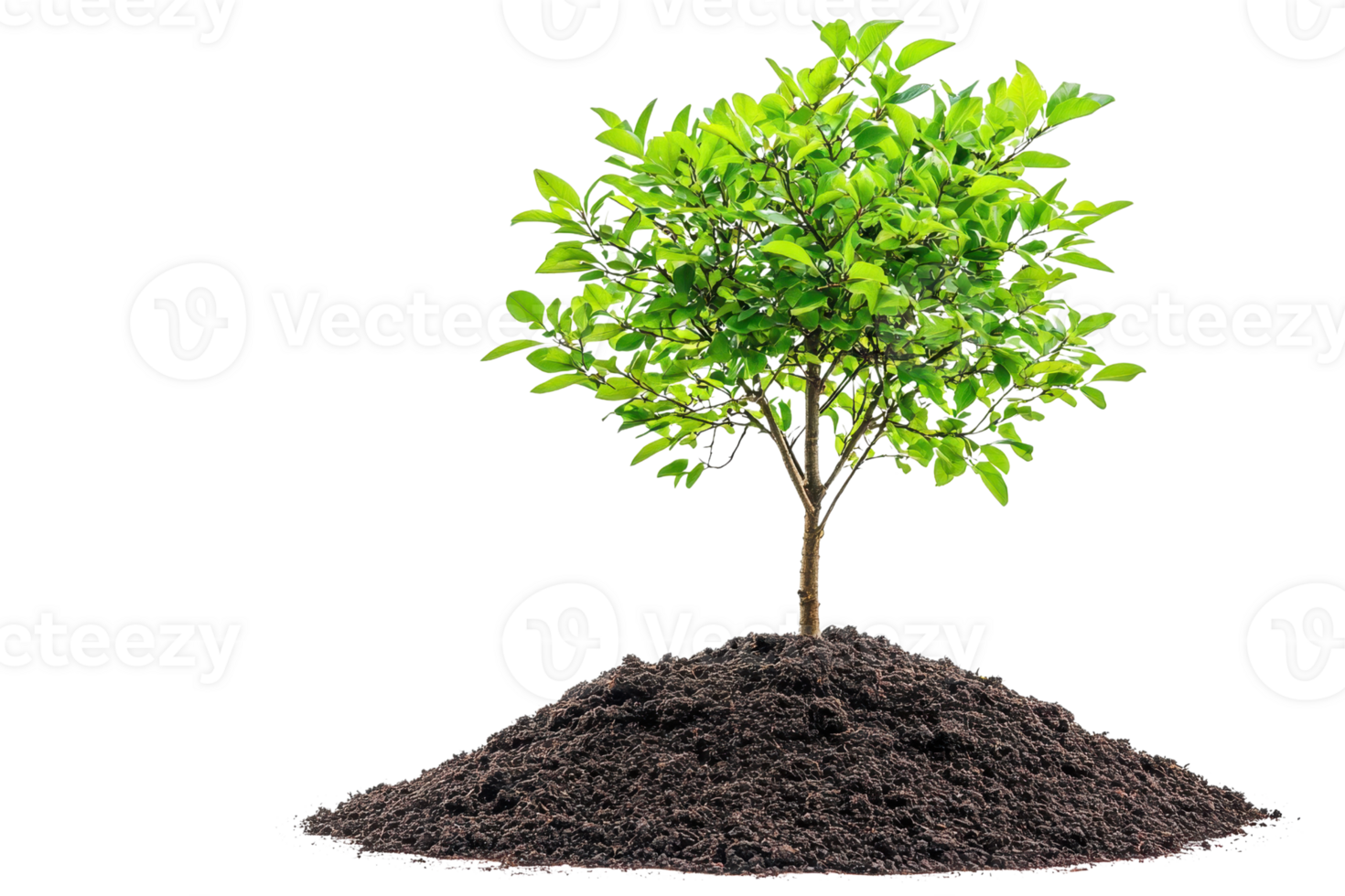 Young green tree growing from soil mound, symbolizing growth, nature, and sustainability. Isolated on a transparent background. png