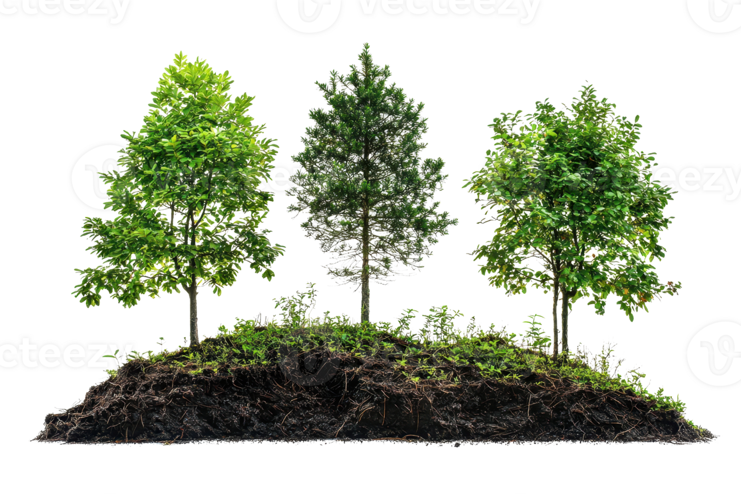 Three lush trees with visible root systems on a small patch of soil. Perfect representation of nature, growth, and environmental conservation. png