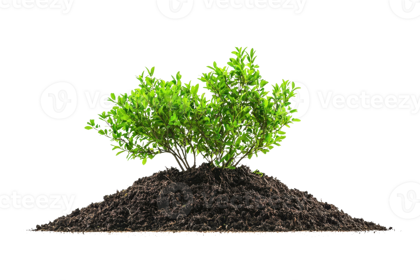 Green shrub growing in fertile soil, isolated on transparent background. Symbol of nature, growth, and environment conservation. png
