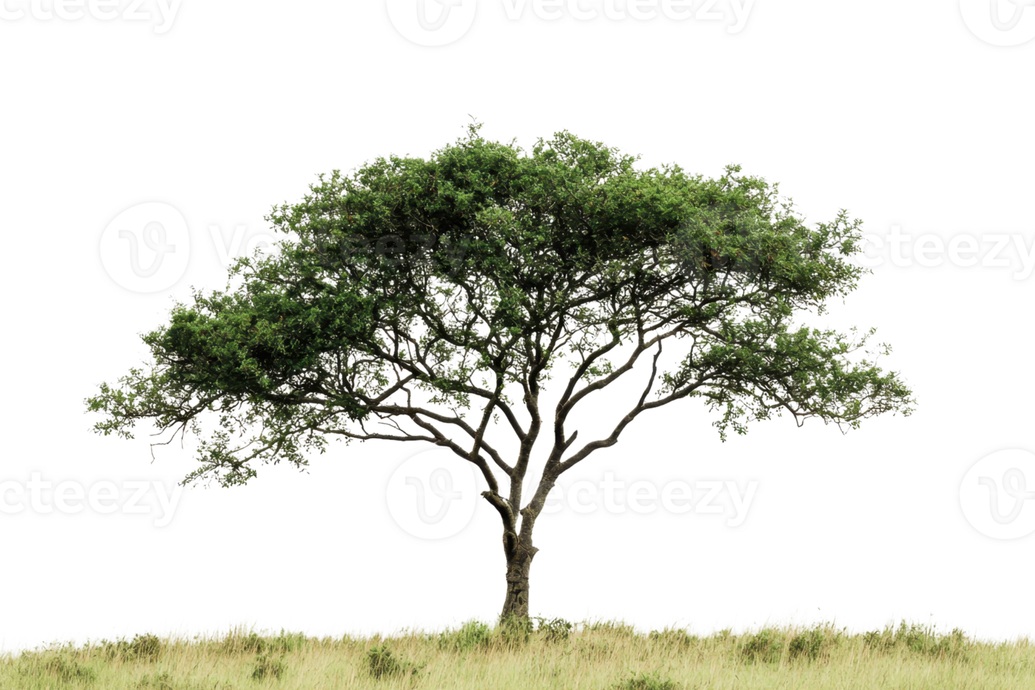 A tall, lush green tree standing alone in a field with a clear transparent background. symbolizing nature, solitude, and tranquility. png