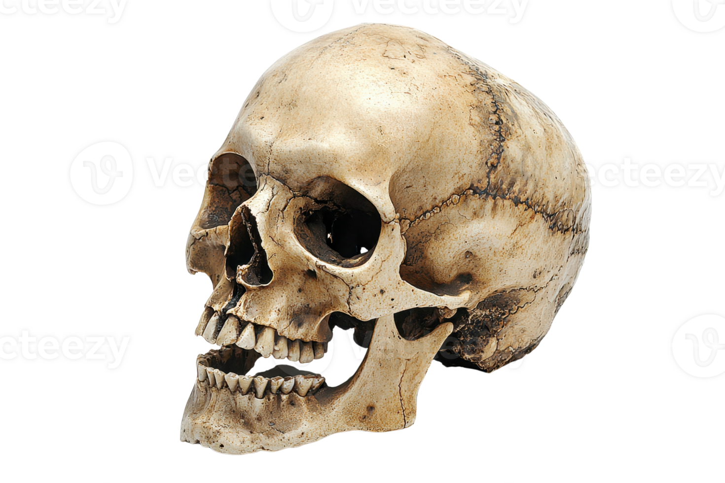 Close-up of a human skull on a transparent background. showcasing detailed bone structure. Ideal for medical, educational, and artistic purposes. png
