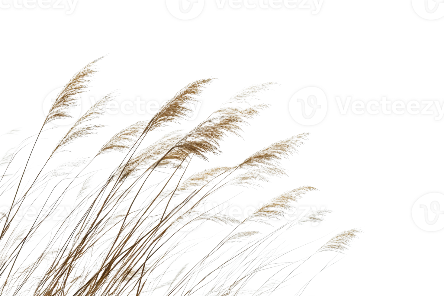 Elegant close-up of autumn grass with fluffy plumes swaying in the wind, isolated on a transparent background. Perfect for nature and botanical themes. png