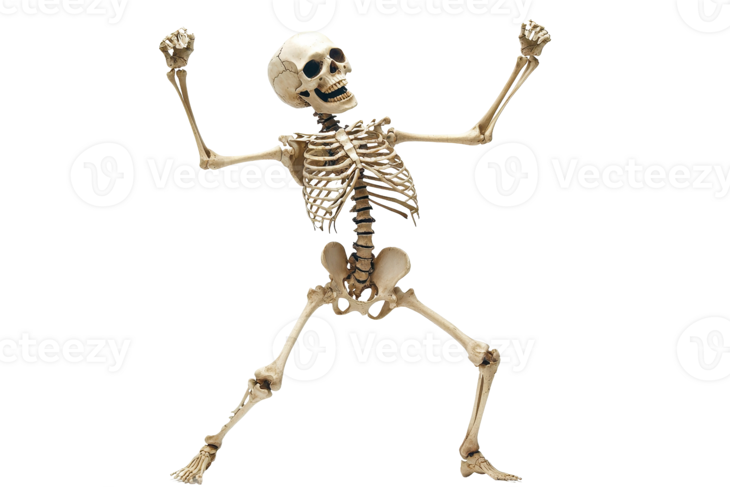 Energetic skeleton in a dancing pose, perfect for Halloween-themed designs or anatomy illustrations, showcasing bones and skeletal structure. png