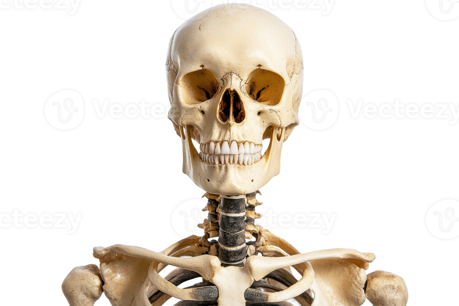 High-quality, detailed photo of a human skeleton, perfect for educational, medical, or Halloween-related content. png