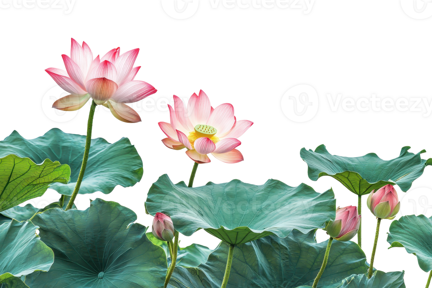 Beautiful pink lotus flowers with lush green leaves, showcasing the serenity and elegance of nature in full bloom. png