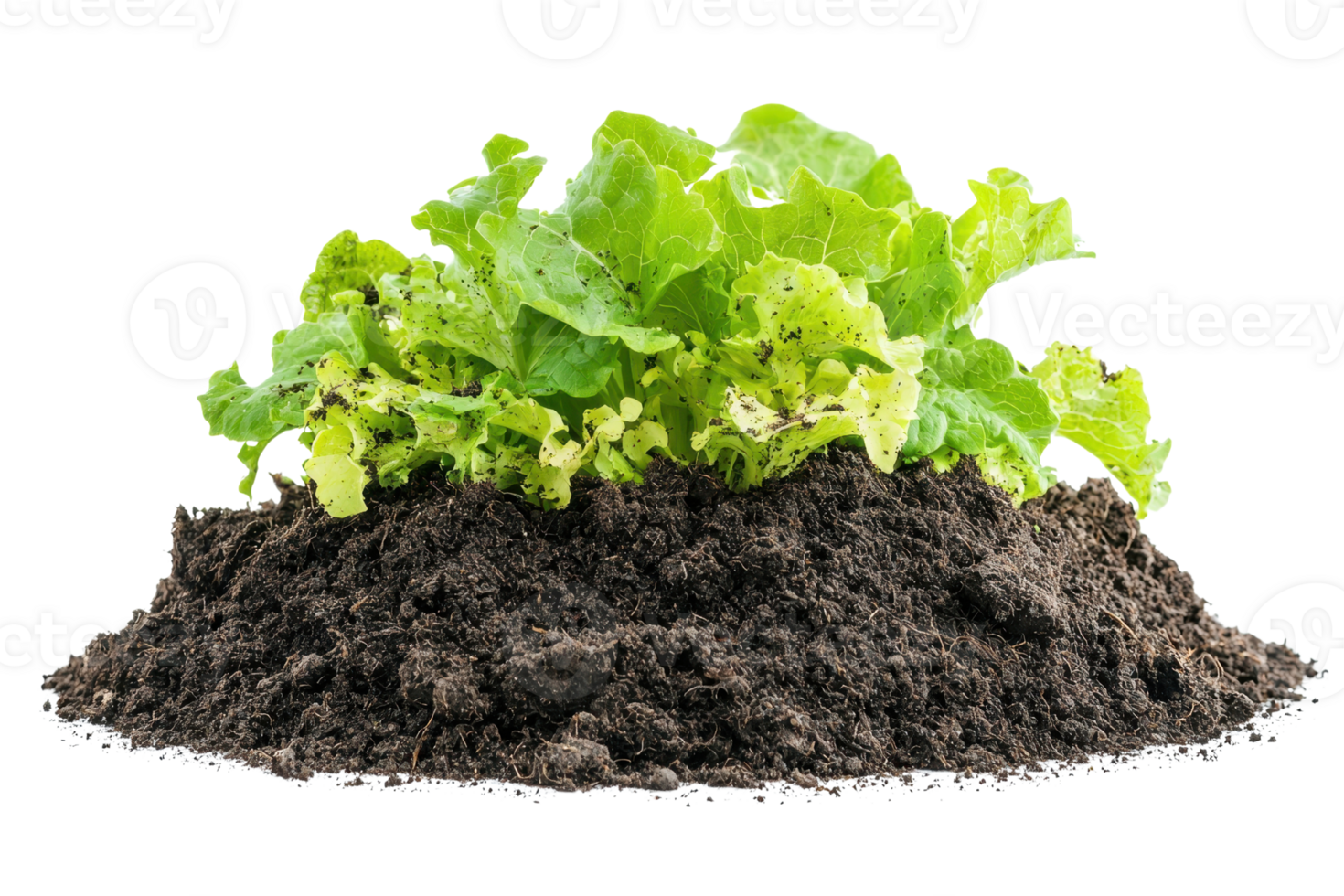 Fresh green lettuce growing in nutrient-rich soil, perfect for healthy salads and sustainable agriculture. png