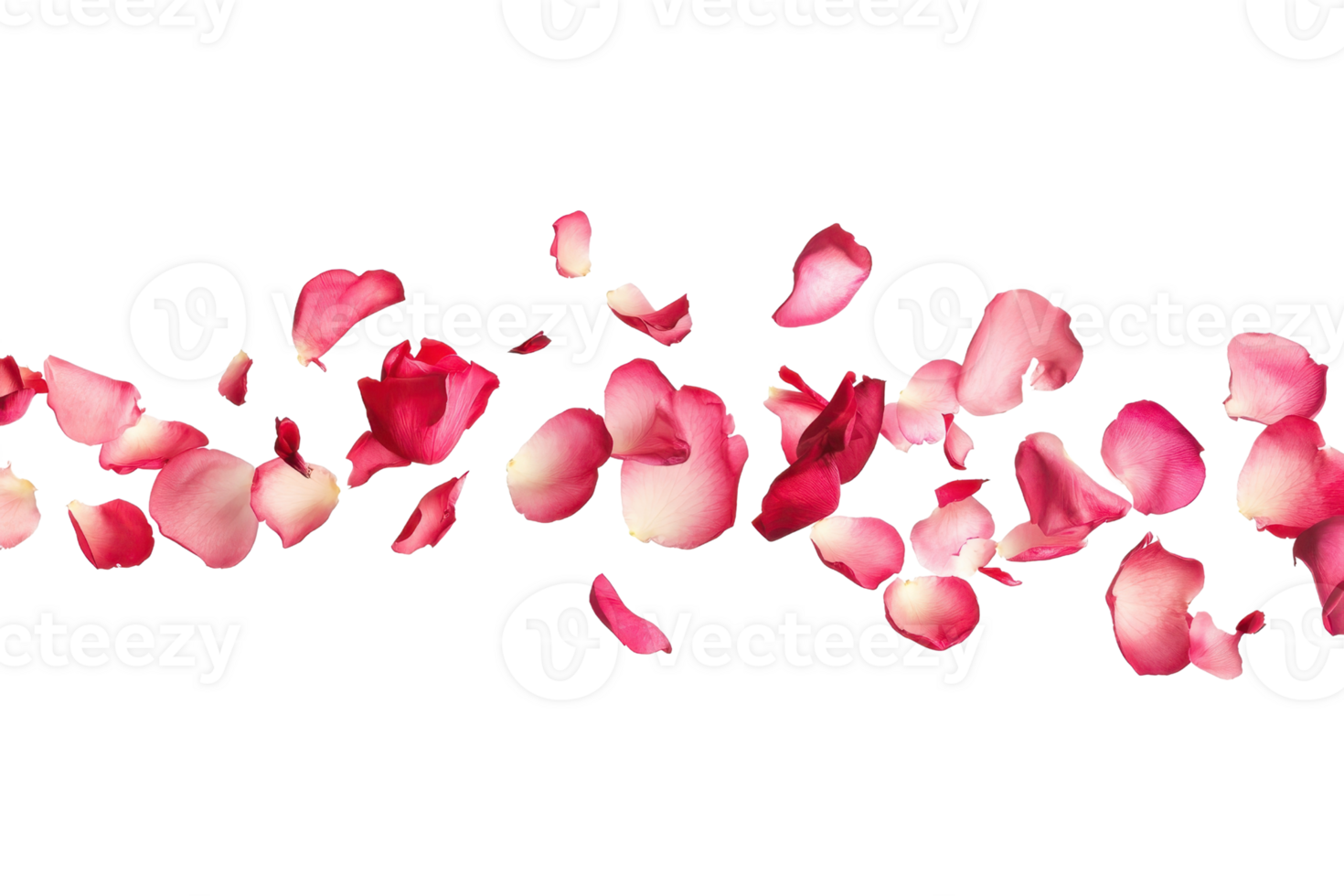 A beautiful arrangement of pink and red rose petals scattered on a transparent background. perfect for romantic and floral-themed designs. png