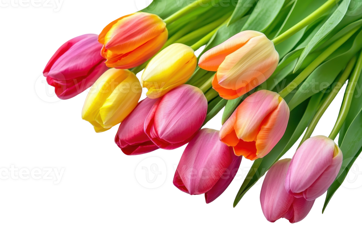 Vibrant bouquet of pink, yellow, and orange tulips. Perfect for spring, gardening, and floral themes. High-quality botanical stock photo. png