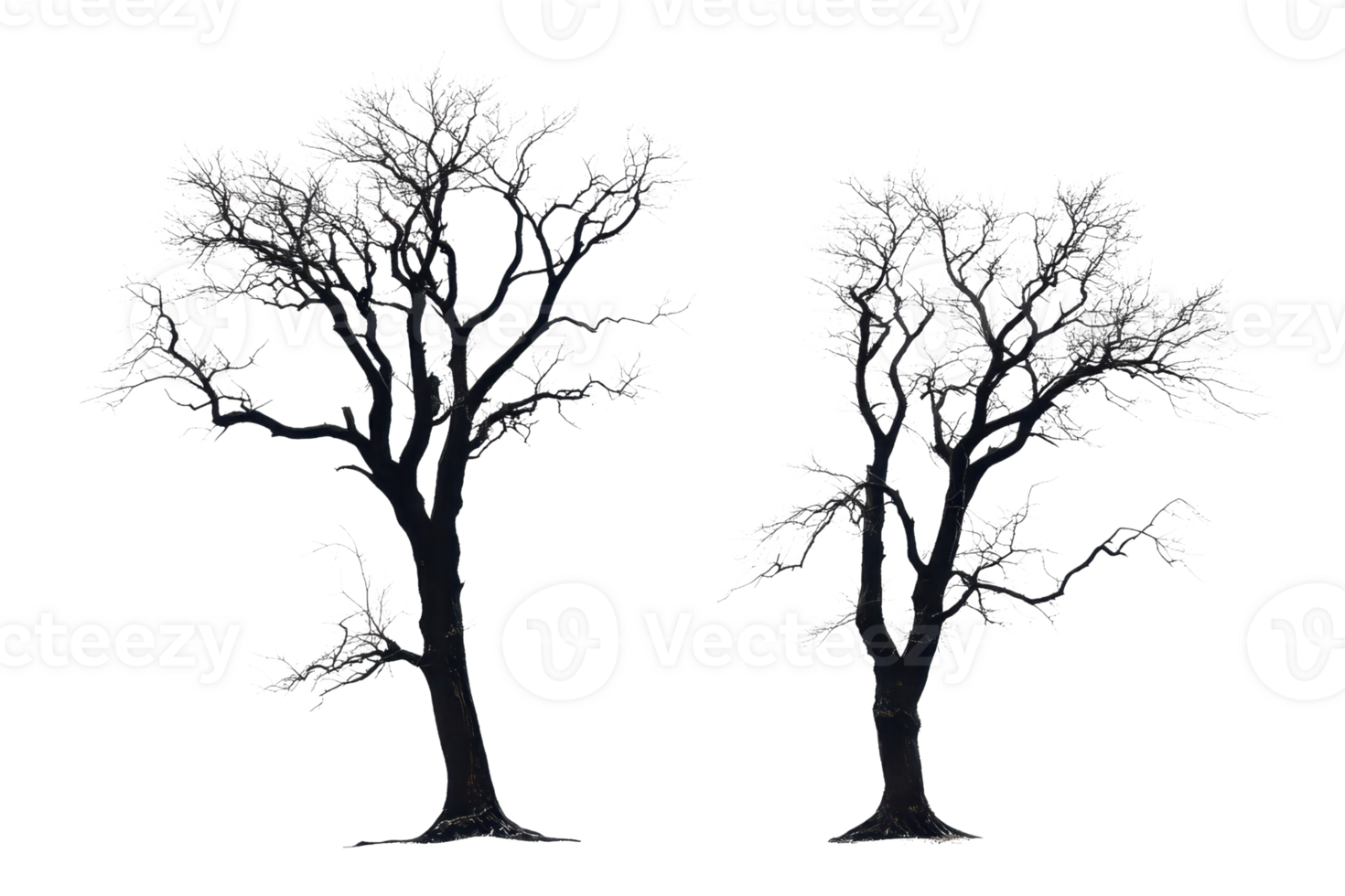 Two detailed black and white silhouette images of tall trees with branches and foliage. High-resolution nature illustration perfect for various designs. png