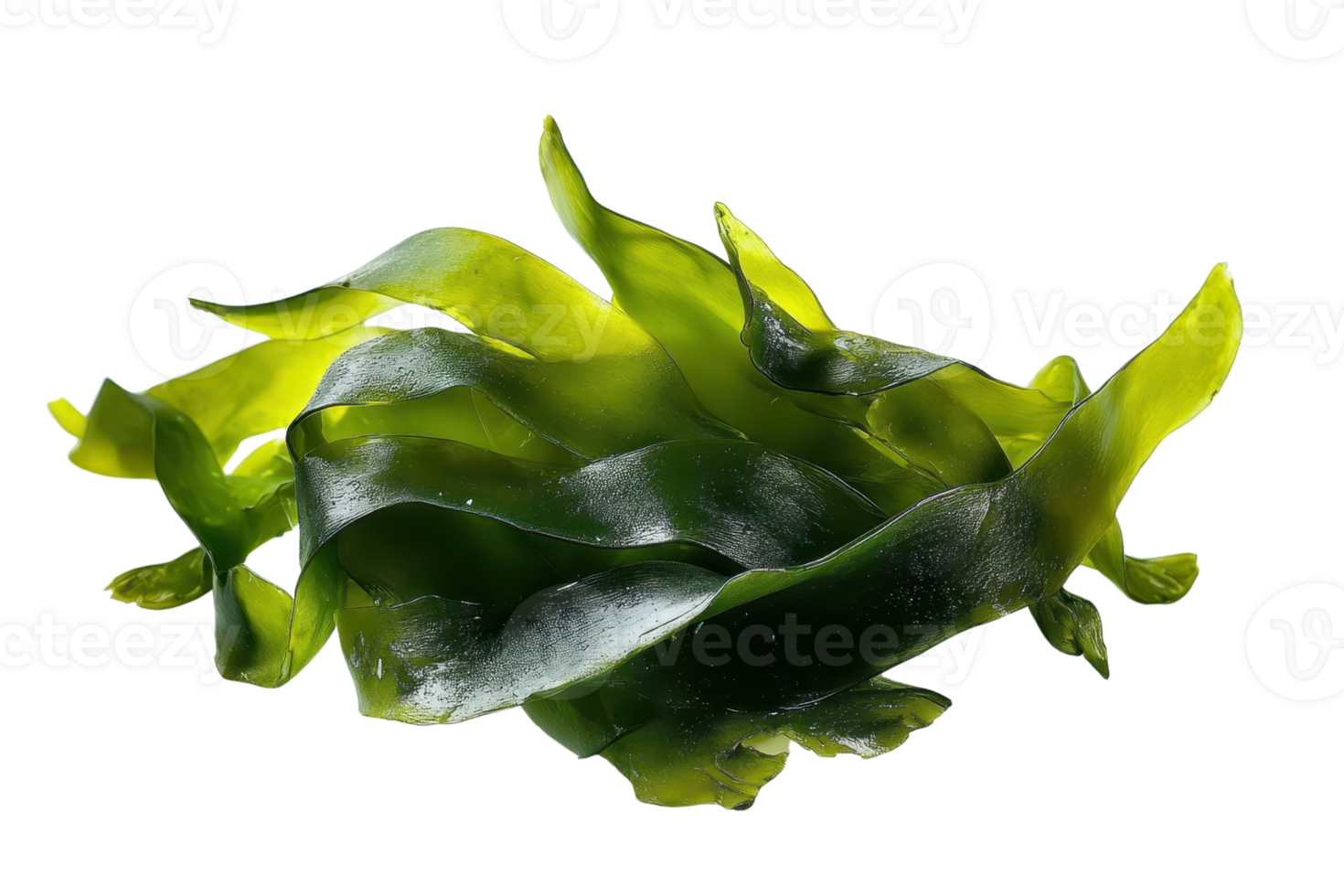 Close-up of fresh green seaweed with vibrant colors and glossy texture, ideal for culinary or natural health themes. png