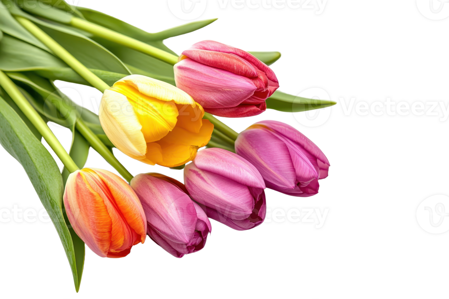 Vibrant bouquet of fresh tulips in various colors, isolated on a transparent background. Perfect for spring and floral design projects. png