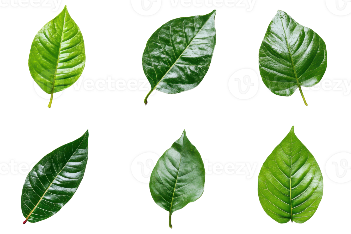 Collection of six vibrant green leaves, showcasing various shapes and textures, isolated on a transparent background. Perfect for nature and botanical themes. png