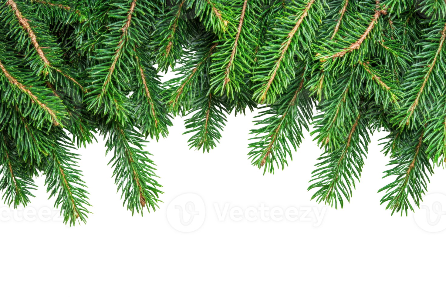 Close-up of lush evergreen tree branches hanging down, perfect for Christmas or holiday theme decorations. png