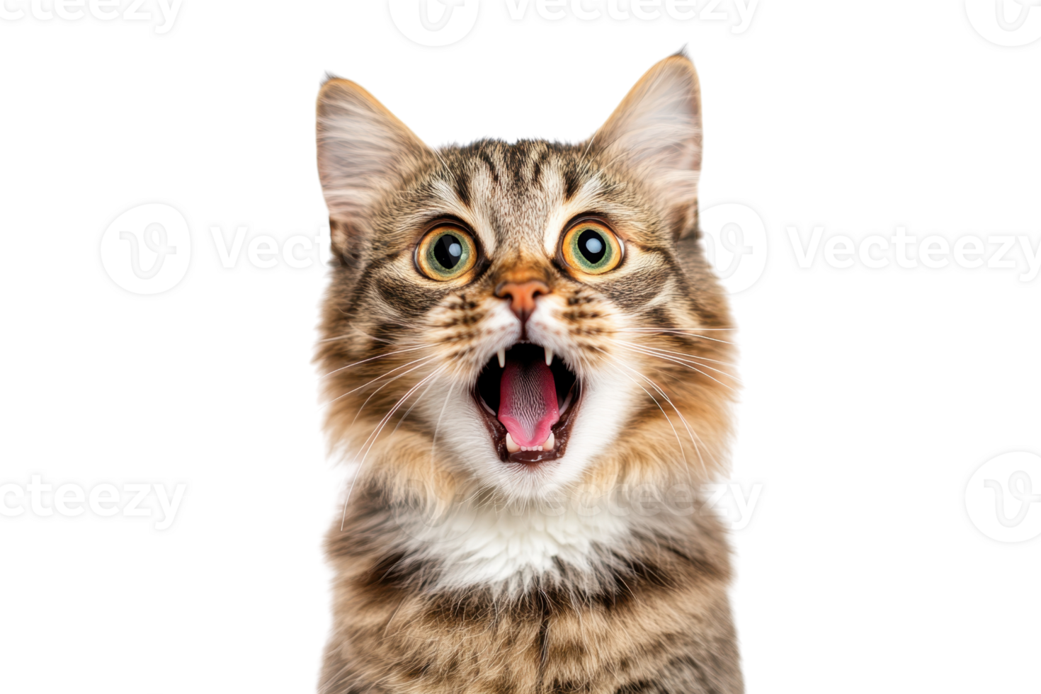 Close-up of a surprised tabby cat with wide eyes and open mouth. Isolated on transparent background. Perfect for pet and animal-themed designs. png