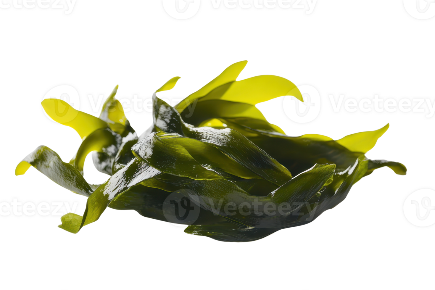Fresh green seaweed isolated on transparent background. ideal for organic food ingredients and natural health supplements. png