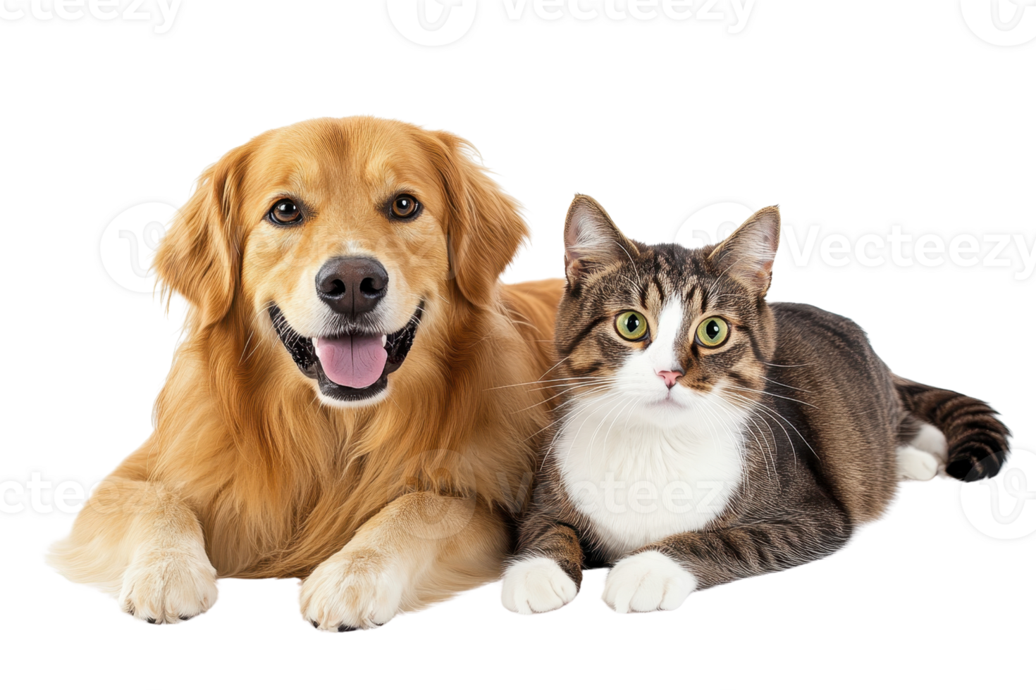 Friendly dog and relaxed cat lying side by side, capturing a heartwarming moment of companionship between pet friends. png