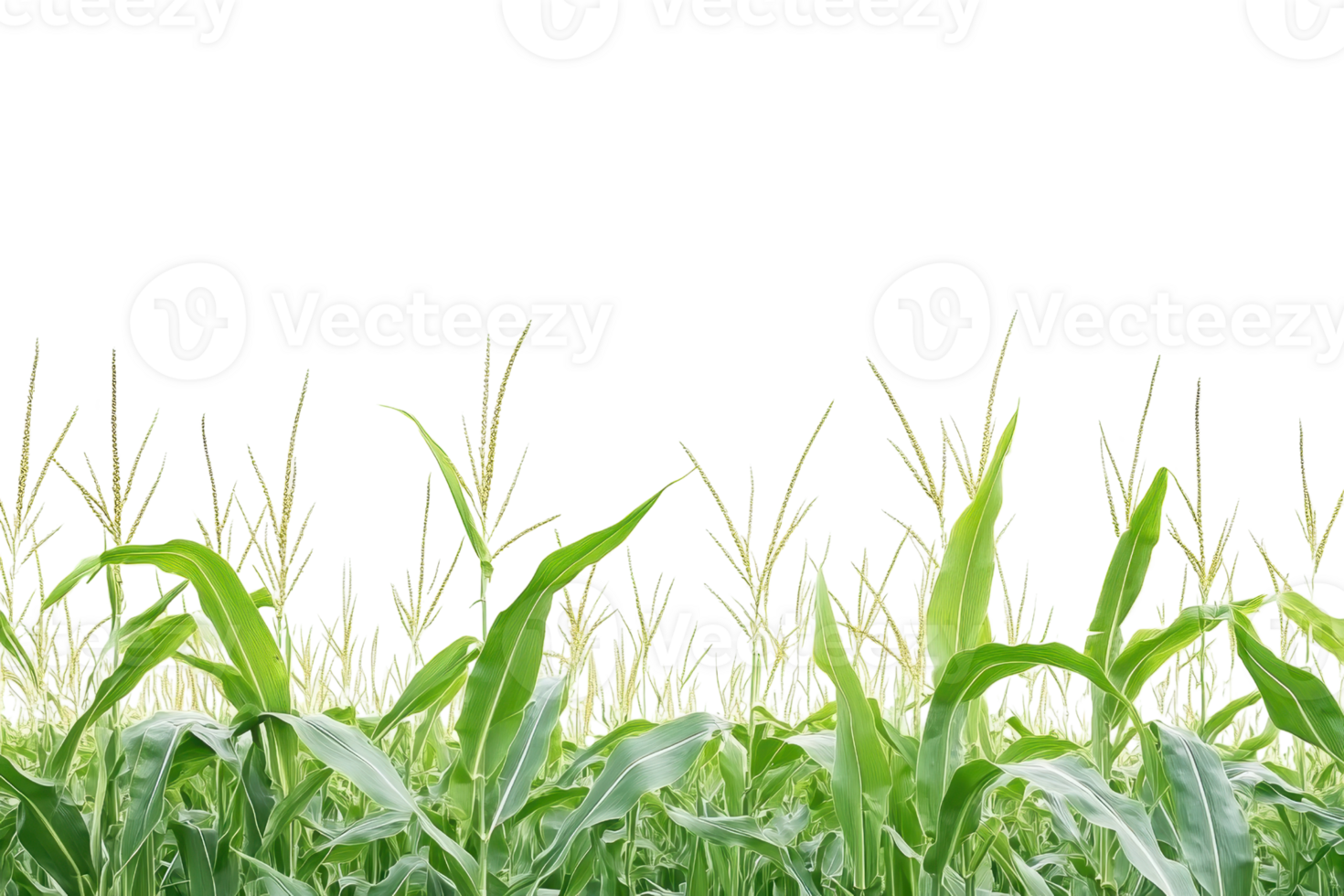 Lush green cornfield with tall corn stalks against a clear sky background, representing agriculture and natural growth. png