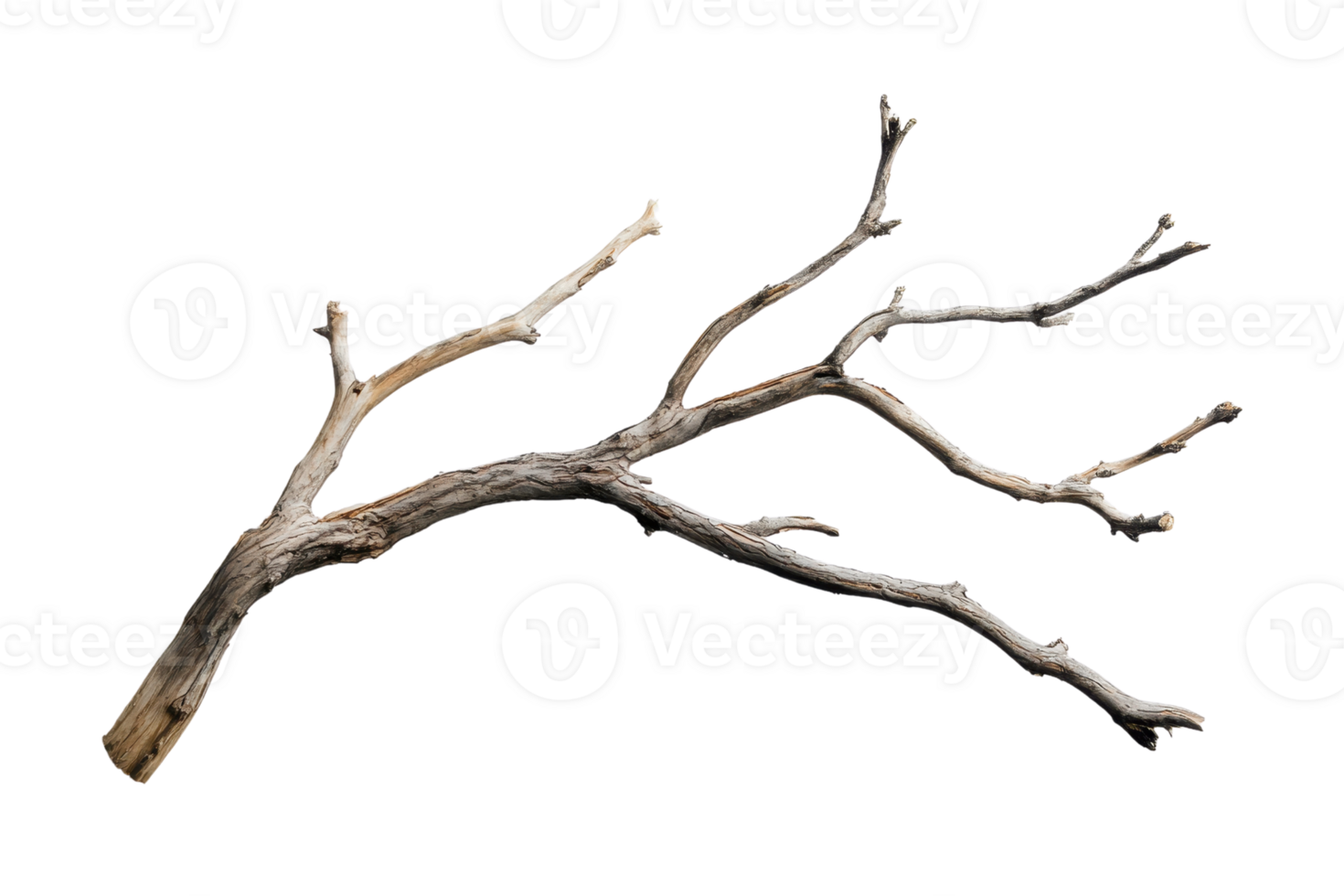 Isolated bare tree branch with multiple sub-branches on transparent background. perfect for natural and organic-themed concepts. png