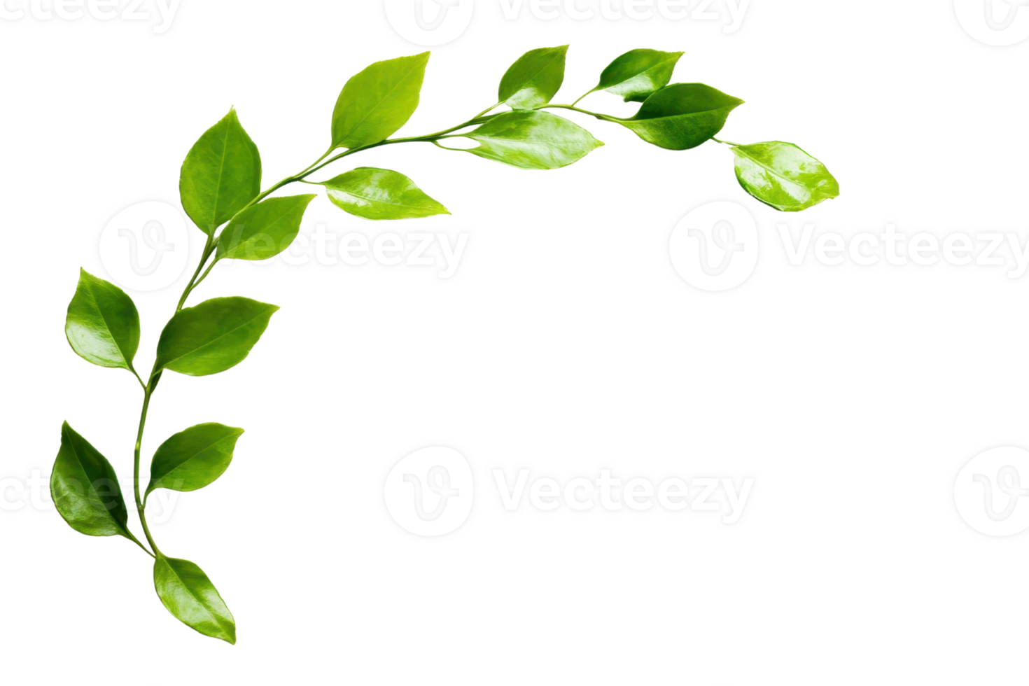 Elegant green plant branch with fresh leaves in a semi-circle arrangement, isolated on a transparent background. Ideal for nature and botanical projects. png