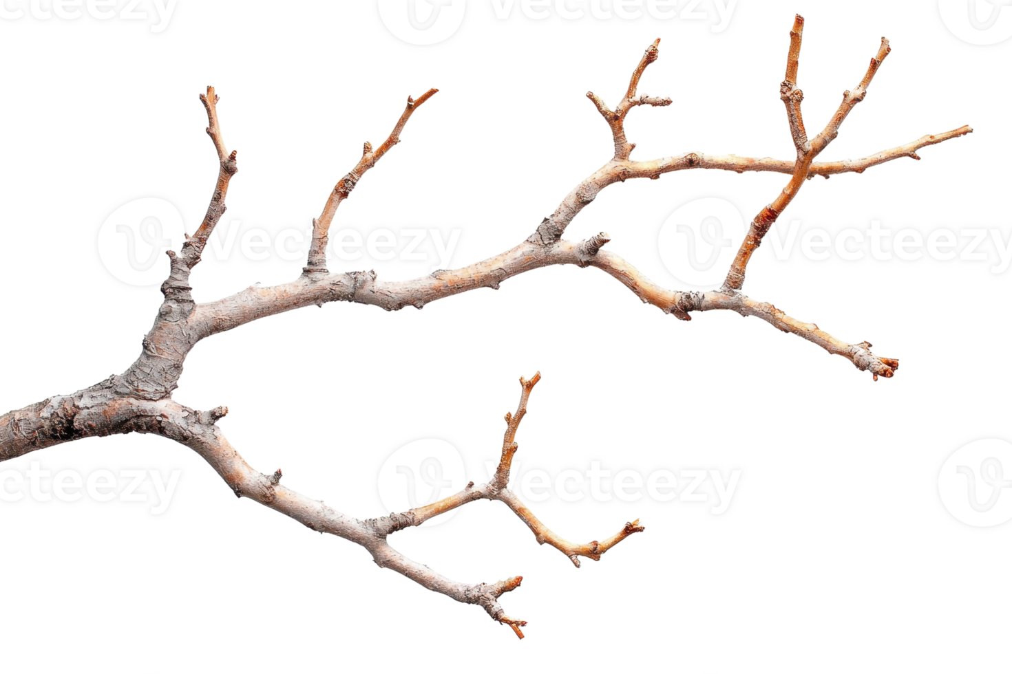 Close-up of a dry tree branch isolated on a transparent background. perfect for nature and organic-themed designs and projects. png