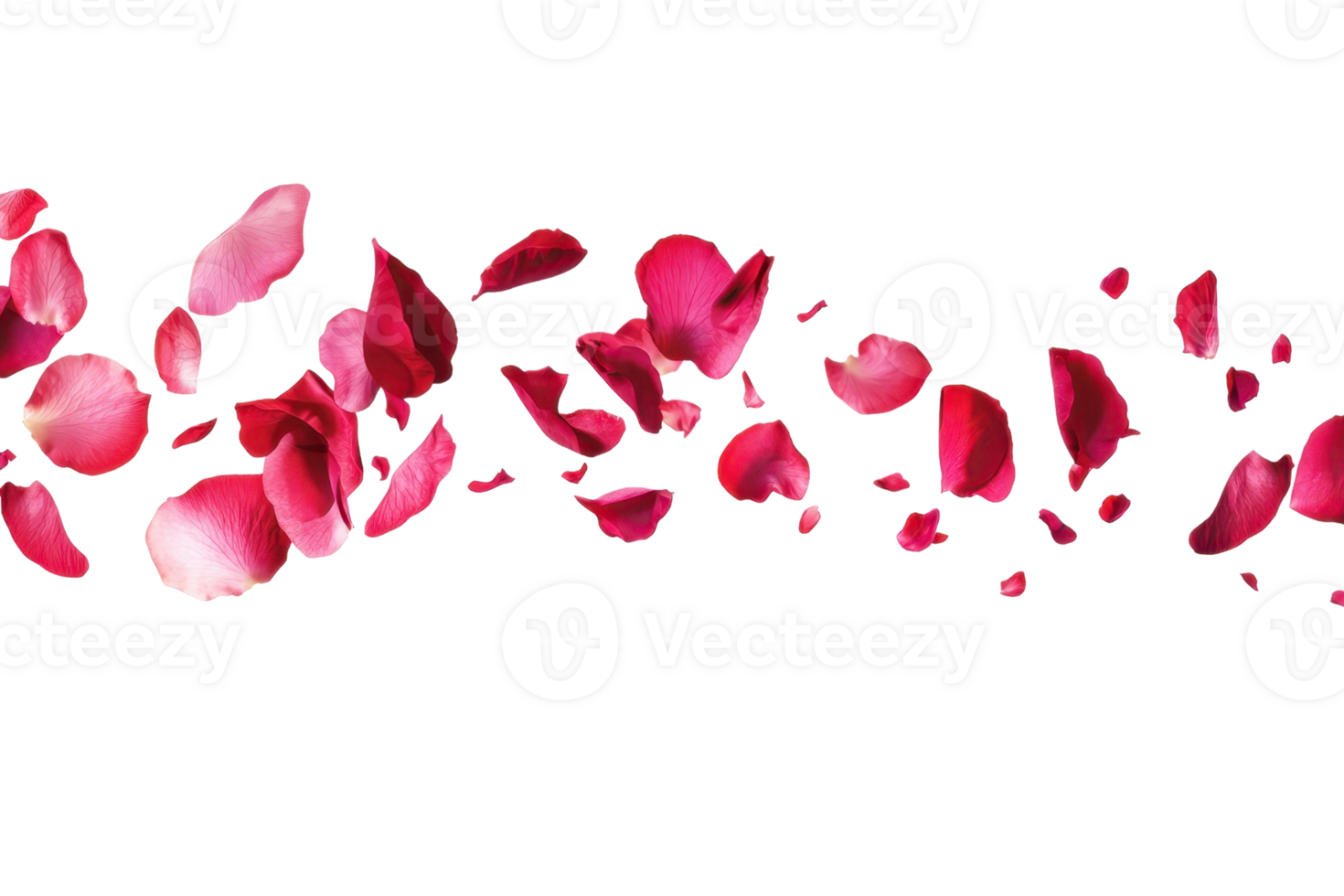 Beautiful red rose petals scattered in a line, isolated on a transparent background, perfect for romantic and decorative designs. png