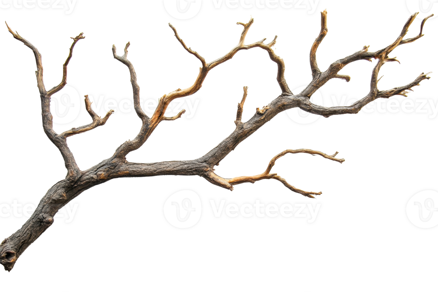 A detailed stock photo of a dry, bare tree branch isolated on a transparent background. ideal for natural or rustic-themed projects. png