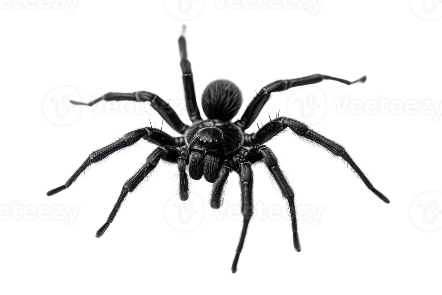 Close-up image of a black tarantula spider isolated on a transparent background. showcasing its detailed anatomy and unique appearance. png