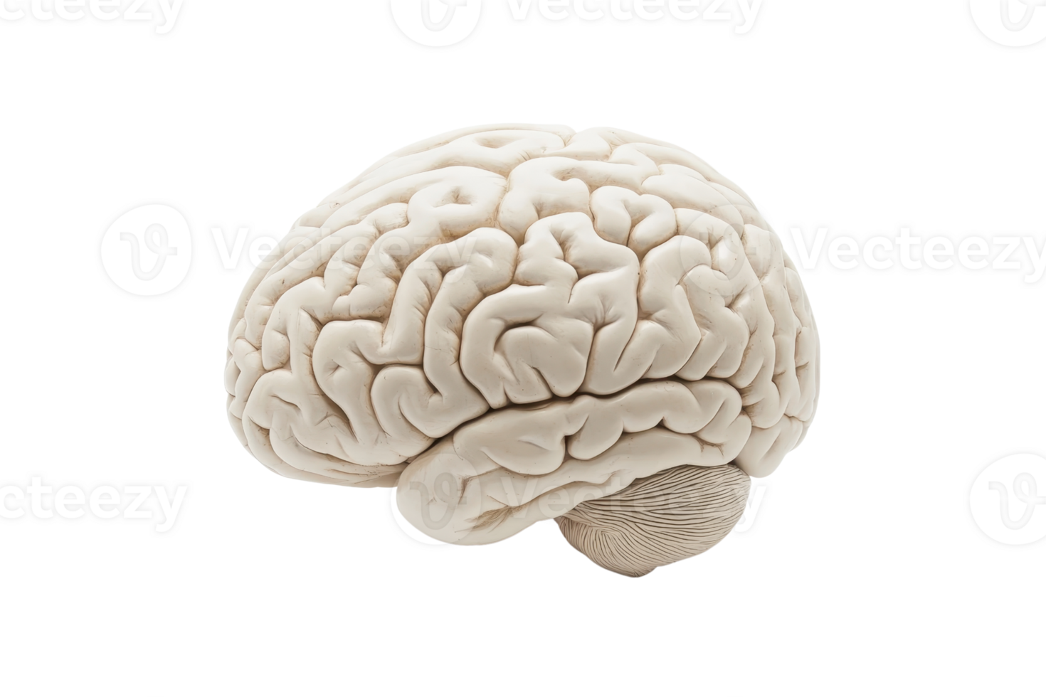 Detailed close-up image of a human brain, showcasing intricate anatomy and structure on a transparent background. png