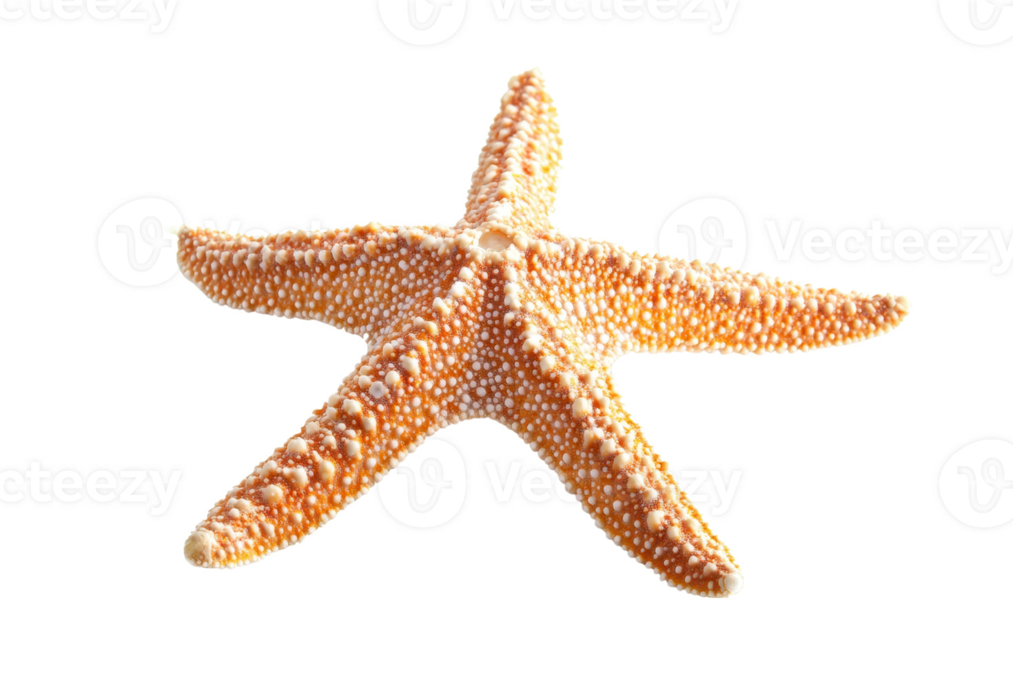 Close-up of a vibrant orange starfish isolated on a transparent background. showcasing its unique texture and star shape. png