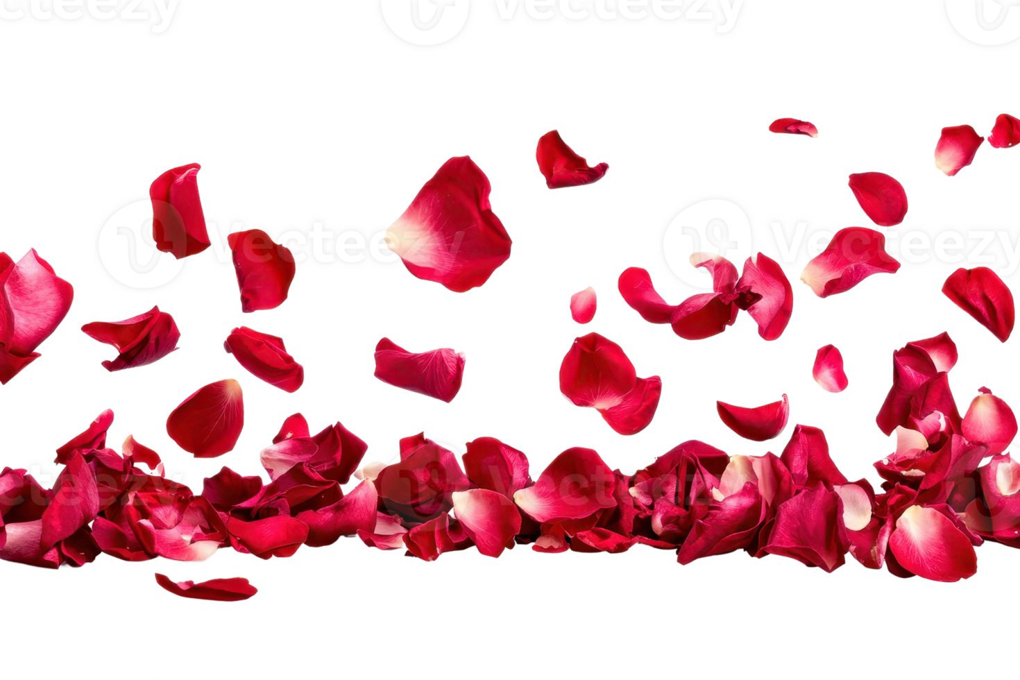 A vibrant scattering of red rose petals on a transparent background. perfect for romantic or celebratory themes in your design projects. png