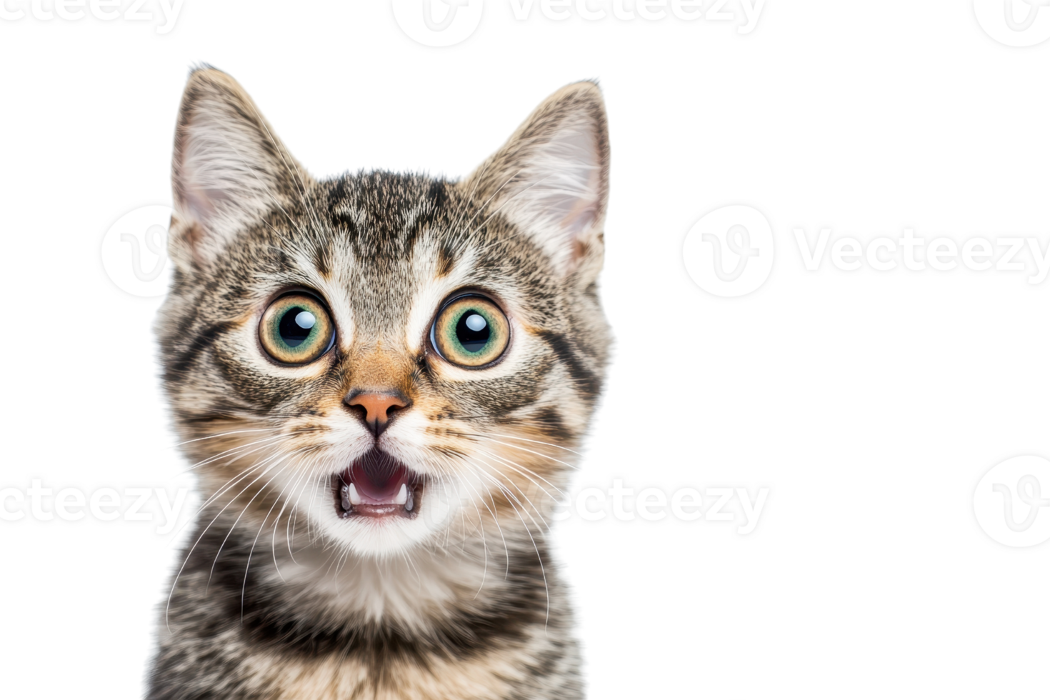 Close-up of a surprised tabby kitten with wide eyes and open mouth, isolated on transparent background. png