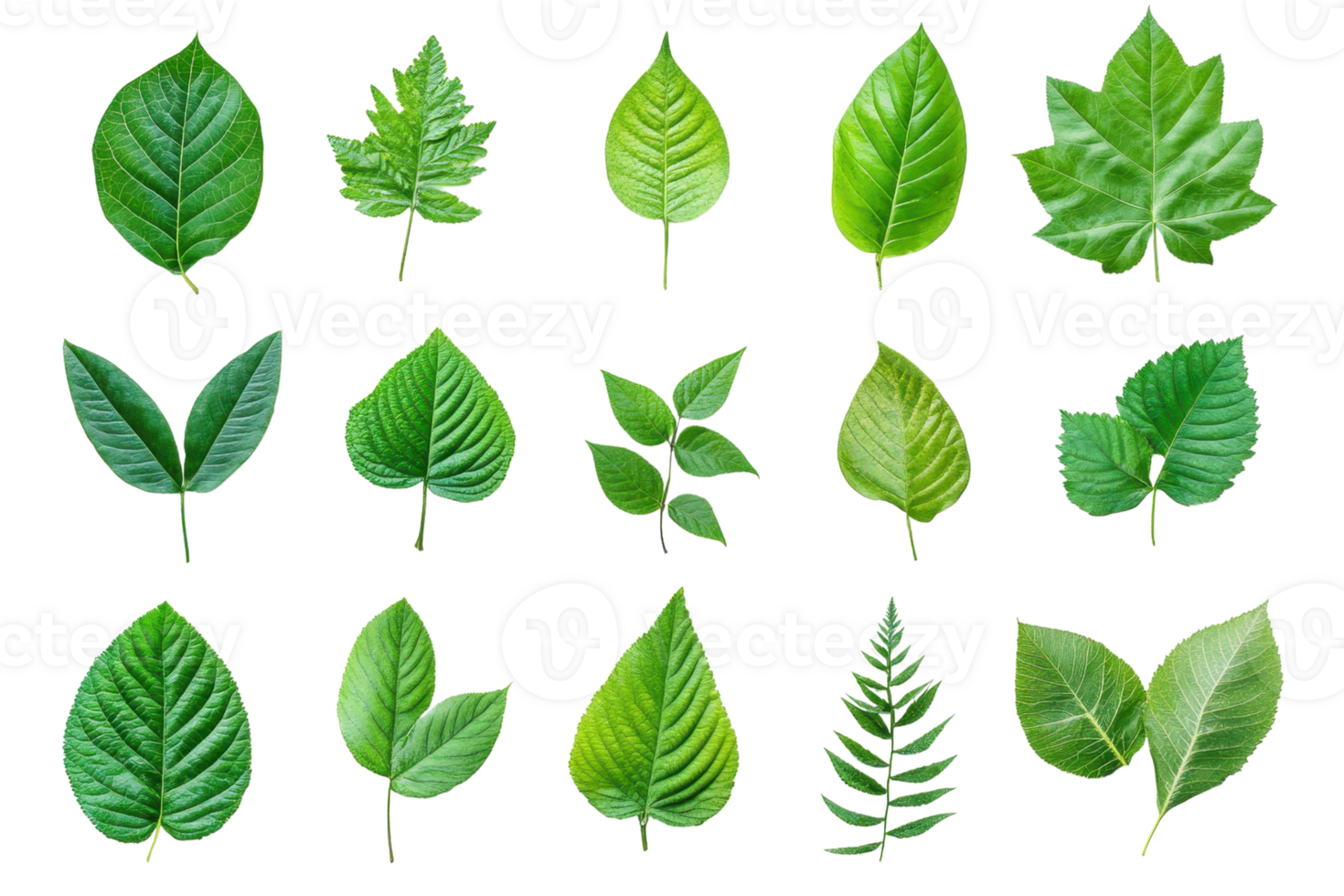 Collection of various green leaves isolated on transparent background. Perfect for botanical, nature and eco-friendly design projects. png