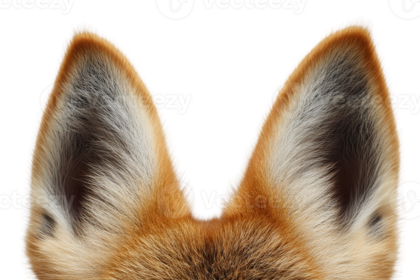 Close-up of furry animal ears with a transparent background. showcasing detailed texture and natural color. png