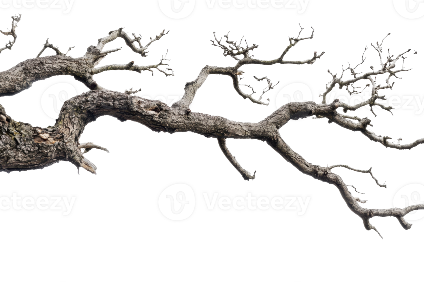 Dried tree branch isolated on transparent background. showcasing natural texture and intricate details of weathered wood structure. png