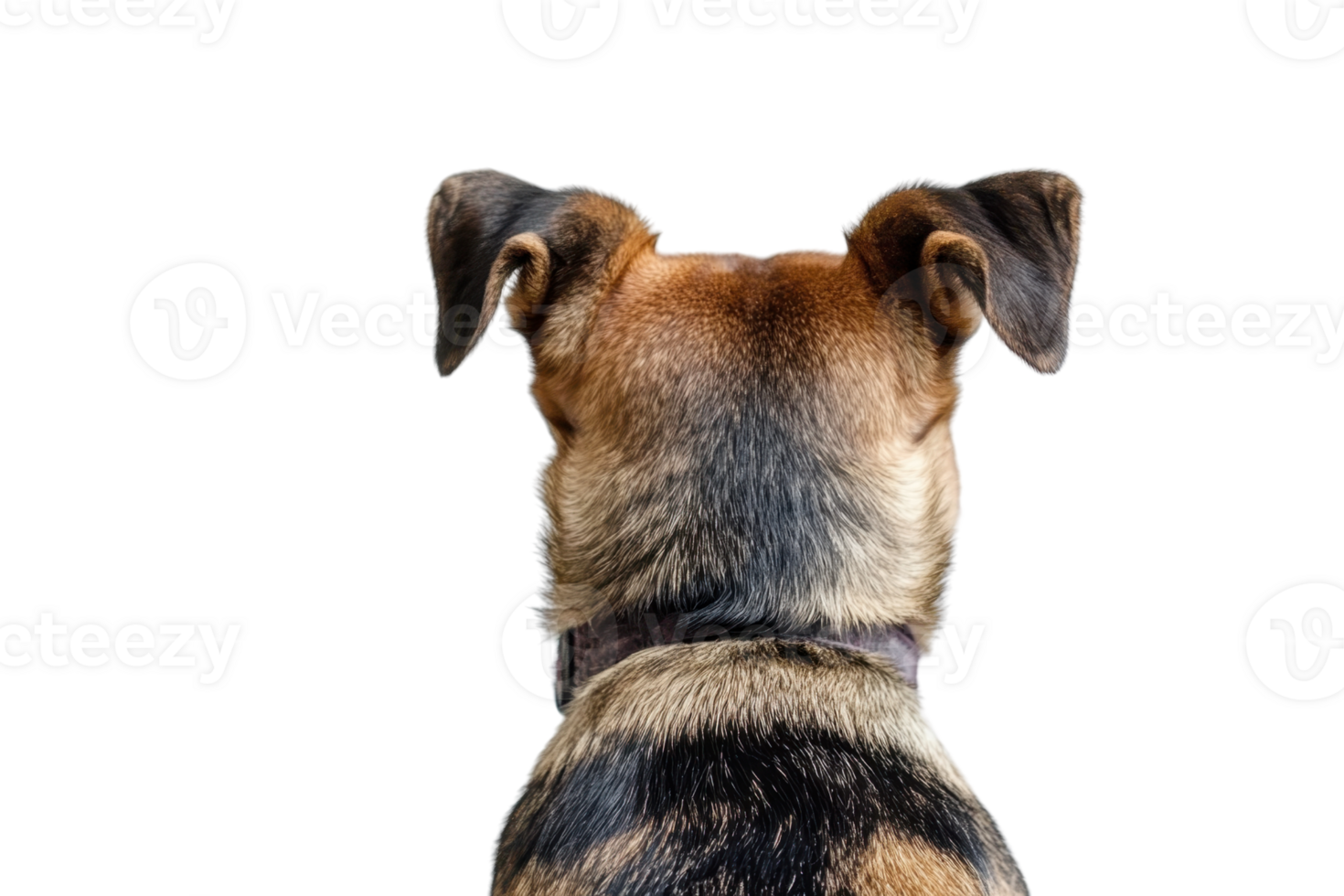 Rear view of a dog's back showing head and ears. The canine has a tri-color coat, sitting on a transparent background. illustrating animal behavior. png