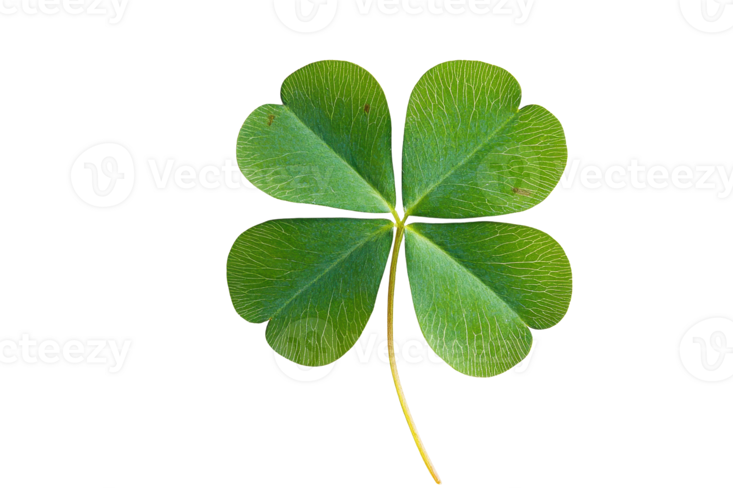 High-quality image of a green four-leaf clover against a transparent background. Symbol of luck and good fortune. png