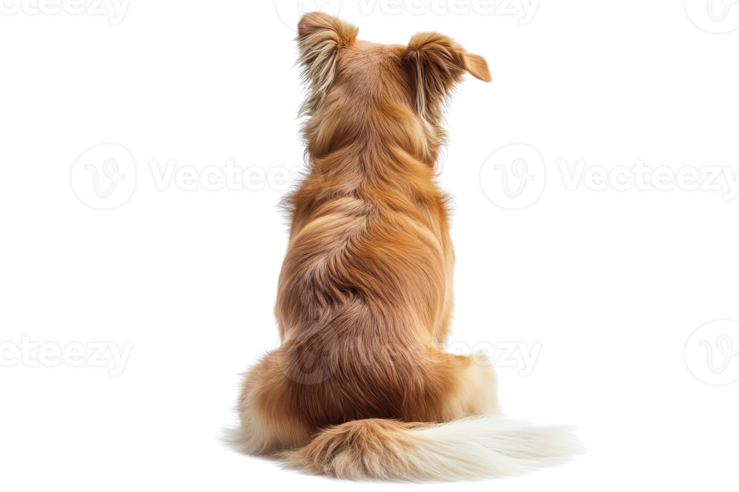 Rear view of a brown long-haired dog sitting against a transparent background. showing off its fluffy fur and wagging tail. png