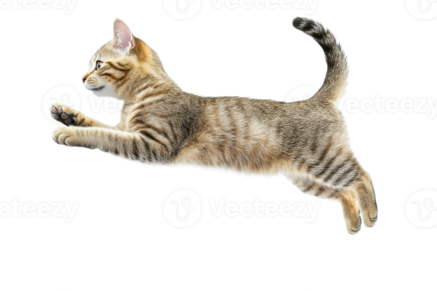A playful tabby kitten leaping in the air with a transparent background. showcasing its agility and energy. png
