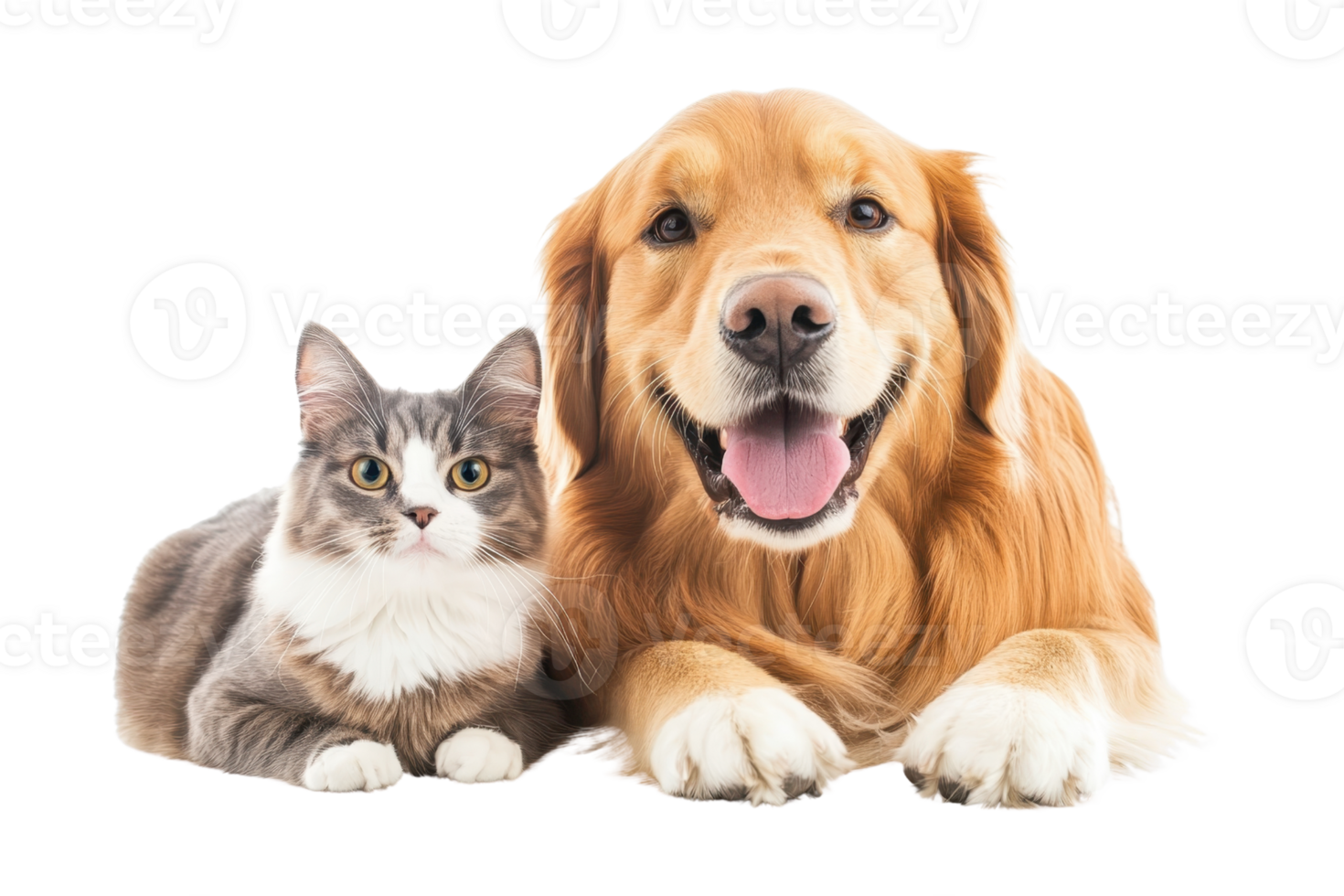 A friendly golden retriever dog and a cute gray and white cat lying down together on a transparent background. looking directly at the camera. png
