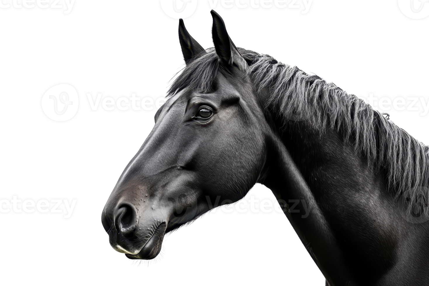 Graceful black horse portrait with a close-up view showcasing its beautiful features and glossy coat, isolated on a transparent background. png