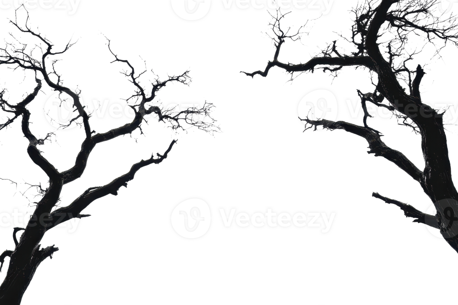 Dark, eerie tree branches silhouetted against a night sky, creating a haunting and ominous atmosphere, perfect for Halloween or gothic themes. png