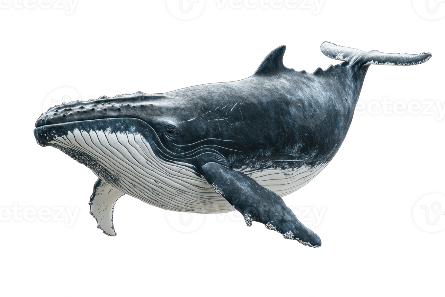 High-resolution image of a majestic humpback whale swimming in the ocean, showcasing marine wildlife and underwater biodiversity. png