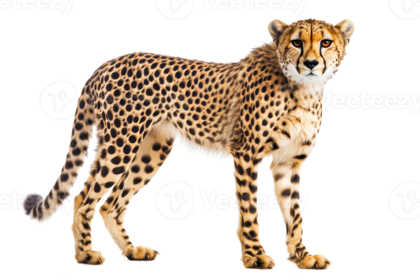 High-resolution image of a majestic cheetah standing and looking ahead, showcasing its beautiful spotted coat and lean build in a clear background. png