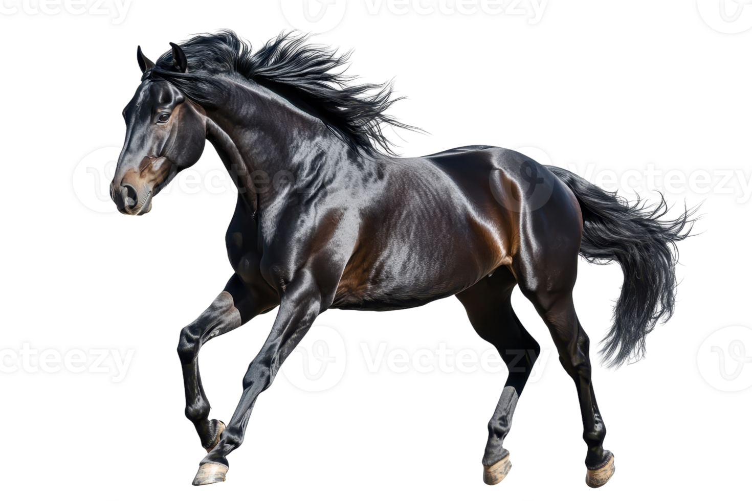 Majestic black horse running with powerful stride. Shiny coat glistens under light, showcasing beauty and grace in motion. png