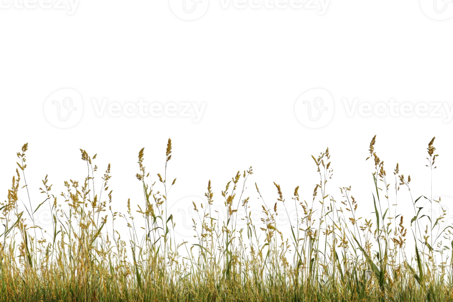 Tall wild grasses swaying under a clear sky, offering a serene nature scene perfect for backgrounds and tranquil layouts. png
